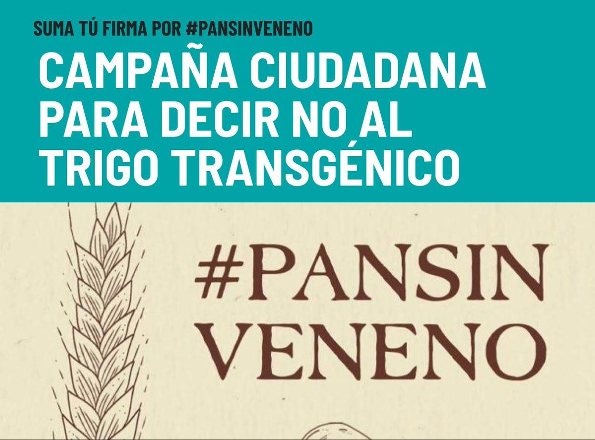 pansinveneno's tweet image. Más de 40 emprendimientos gastronómicos nos unimos en la campaña #PanSinVeneno
⚠️Rechazamos el  Trigo HB4 en 🇵🇾 por sus efectos tóxicos en la salud y el ambiente
💪Te invitamos a firmar una petición ciudadana en uno de nuestros locales. Ver en el mapa📍 google.com/maps/d/u/0/edi…