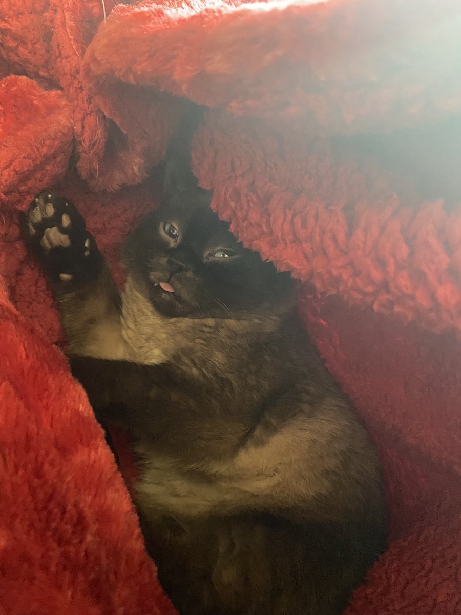 ForeverKitten's tweet photo. So warm https://t.co/Wf2hr7eDwY