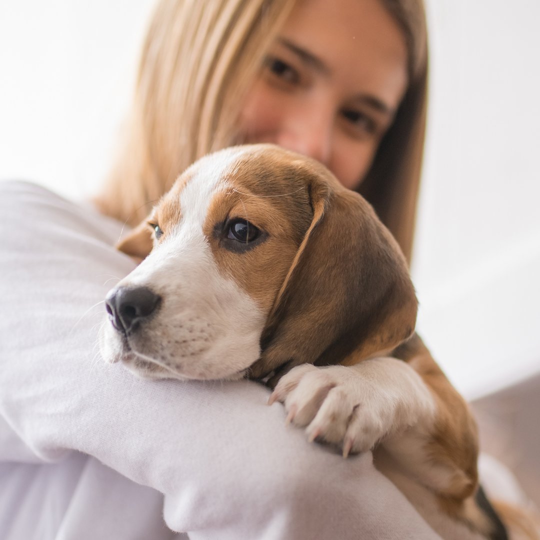 Clinical Trials at the Ontario Veterinary College (@ovcclintrials) on Twitter photo LOOKING FOR PARTICIPANTS: Mast cell tumours (MCT) are a common skin cancer in dogs. If your dog or a dog you know has been diagnosed with MCT, we would love to speak with you about our Oncology studies.
Please share! Full study details are on our website: ovcclinicaltrials.uoguelph.ca/canine-oncolog… LOOKING FOR PARTICIPANTS: Mast cell tumours (MCT) are a common skin cancer in dogs. If your dog or a dog you know has been diagnosed with MCT, we would love to speak with you about our Oncology studies.
Please share! Full study details are on our website: ovcclinicaltrials.uoguelph.ca/canine-oncolog…