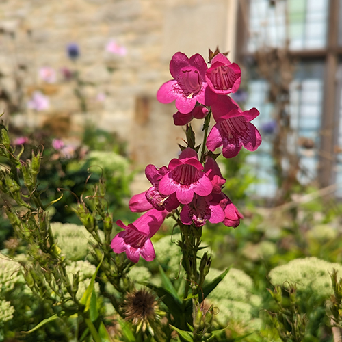 At the front of the Manor House you will find these dark pink Penstemon. Penstemon, the beardtongues, is the largest genus of flowering plants endemic to North America. Are these in your garden? Share your pictures with us! #SulgraveManorGarden #Flowers #Summer