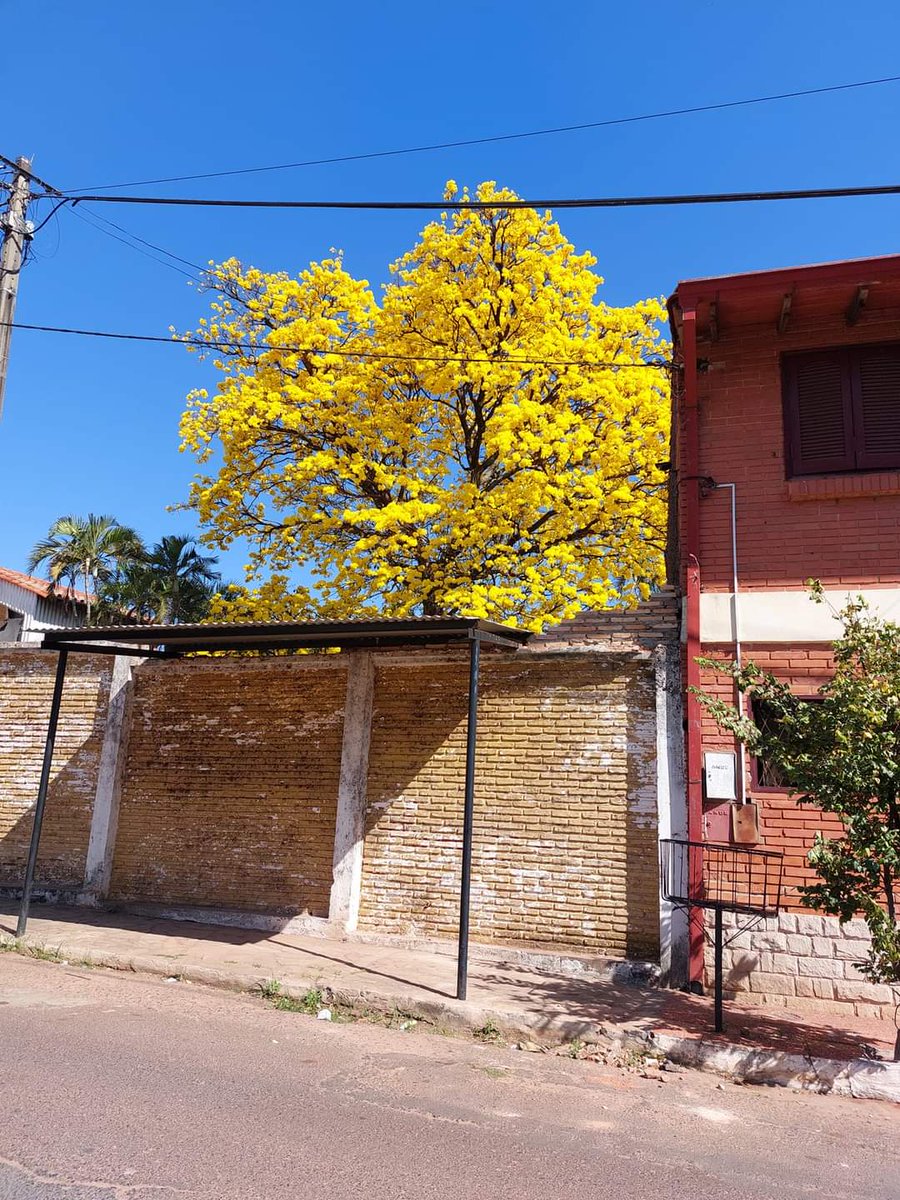 sanlonewspy's tweet photo. #SanLorenzo #Tajy #LapachoAmarillo 

¡Aparecieron los lapachos amarillos en #SanLorenzo! 🤩😍💛

📍Barrio San Roque, cerca de la Escuela Tomasa Ferreira de Meza. 👌 https://t.co/8jLyVBmyeF