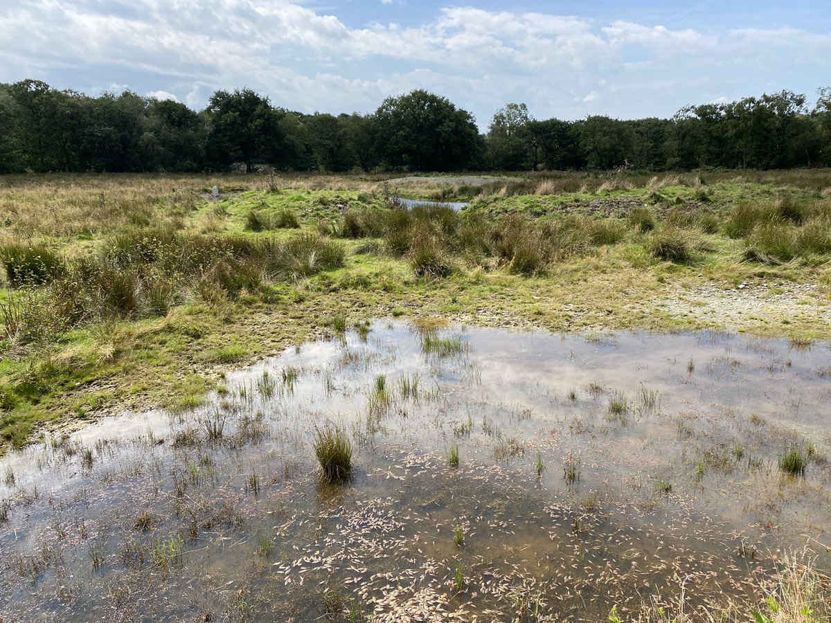 Another inspirational visit to a #rewilding site in Wales today - Cefn Garthenor nr #Tregaron. This is already pretty wild as never really intensive farmed. Superb rhos pasture, wet woodland and natural scrub regeneration complemented by wetland creation. Teeming with wildlife.