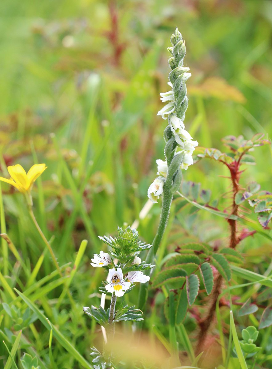 It appears to be a very good year for Autumn ladies tresses at Freshwater East, Pembrokeshire, well over 100 spikes. @welshorchids @BSBICymru @ukorchids