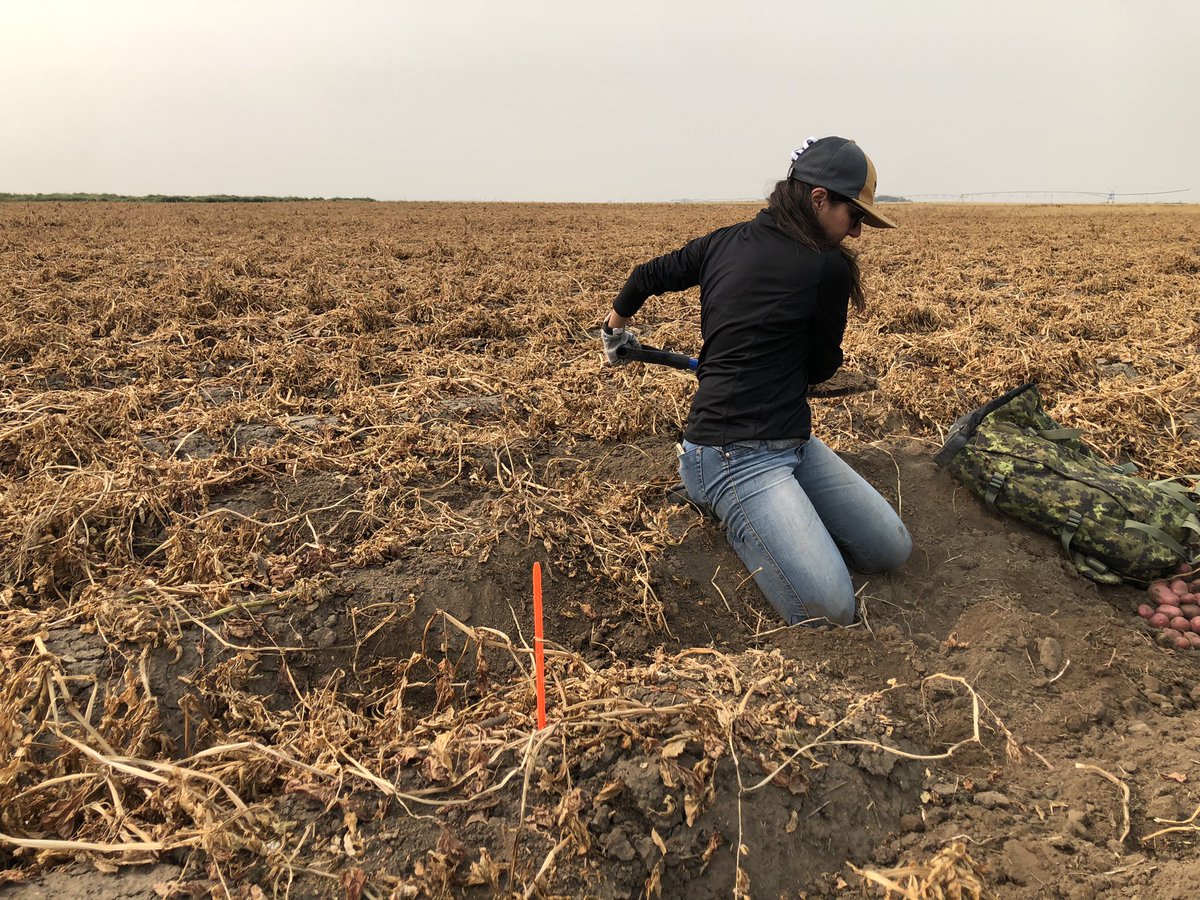 Adam Voss tweet media