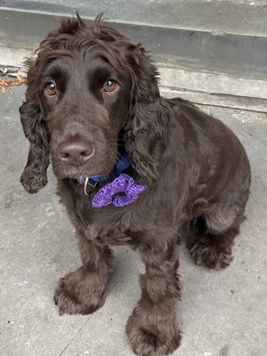 ORidgr's tweet image. Service dog Max. And Kes