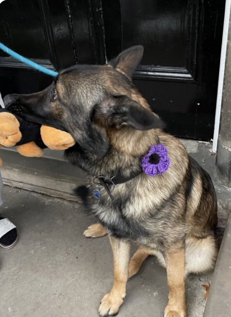 ORidgr's tweet image. Service dog Max. And Kes