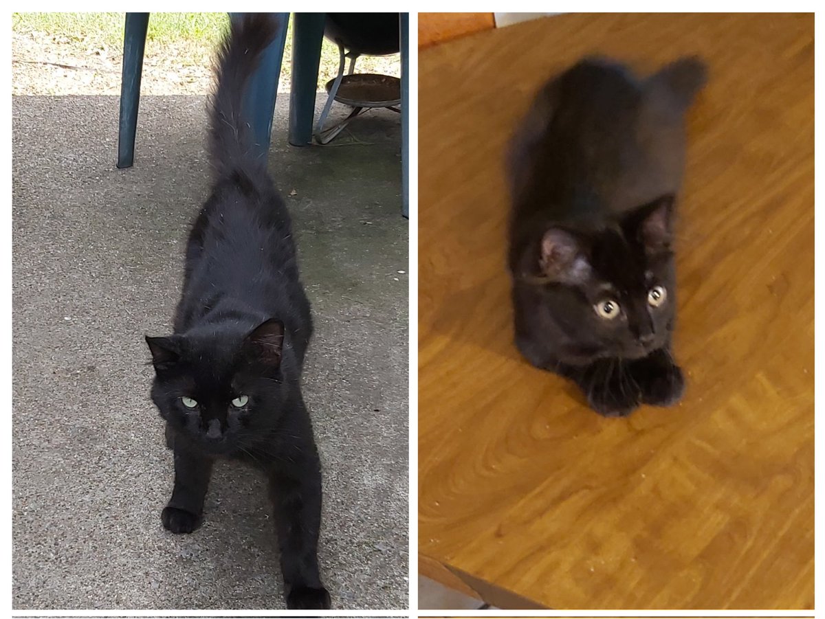 It's #NationalBlackCatAppreciationDay and here at the cat ranch 🐈‍⬛️ we truly appreciate our boys, Merlin and Milo! 🐈‍⬛️ #CatsOfTwitter #CalicoCrew #CatsAreFamily #CatsOnTwitter