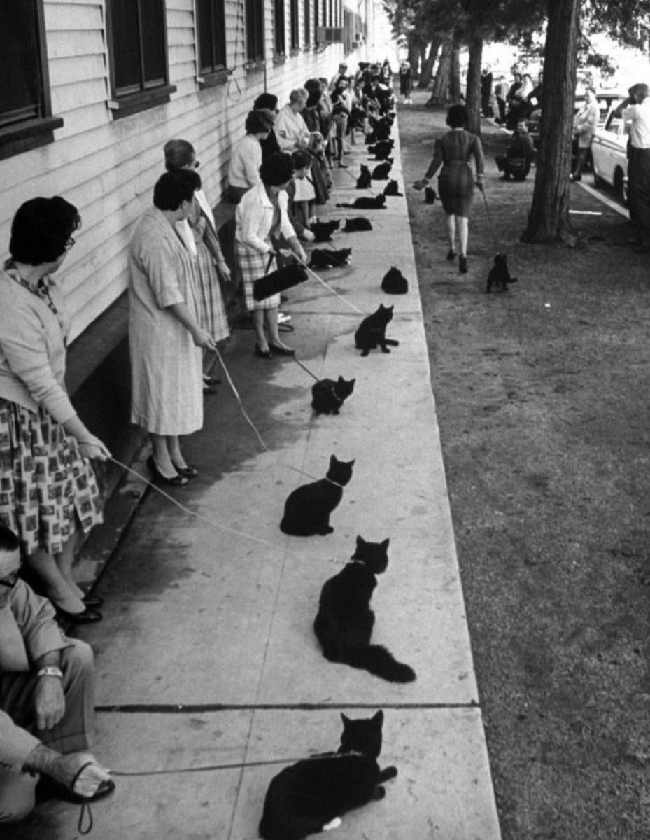 Happy Black Cat Appreciation Day! Here is a thread of appreciation for these special, magical babbies. First, black cat auditions for the film Tales of Terror, 1961. #NationalBlackCatAppreciationDay #BlackCatAppreciationDay  life.com/animals/black-…