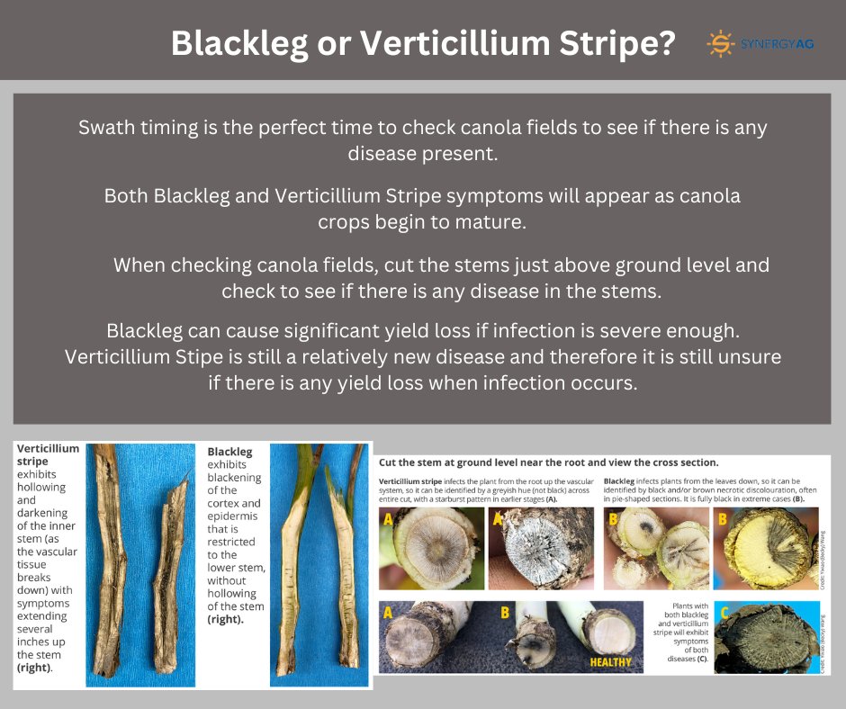Its time to start checking for disease in canola fields! Blackleg &amp; Verticillium Stripe are 2 main canola diseases where symptoms begin to appear as the crop starts to mature. Here are some quick visual differences between these 2 diseases.
#synergyag #rootsyoucancounton #canola