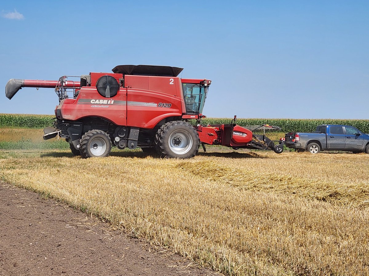 Day 2 of Harvest Weed Seed Control. In this barley field we are doing strips with the seed destructor on and some off. Green foxtail is the primary weed in this field. <a href="/redekopmfg/">Redekop Mfg.</a> <a href="/NDSUWeeds/">Joe Ikley</a> <a href="/raproulx/">Rob Proulx, PhD</a>