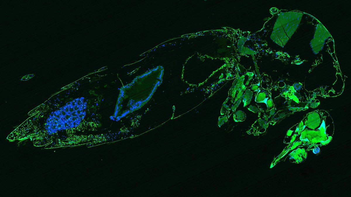 #WorldMosquitoDay. Dr @andriislonchak was recently awarded a prestigious ARC Future Fellowship to determine how & why insect specific-viruses make mosquitoes incapable of disease transmission. tinyurl.com/5dk7brdm