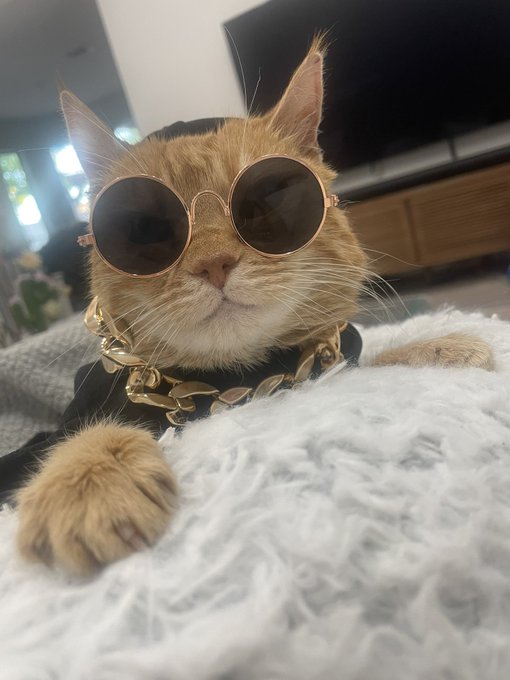 Whose the coolest cat in town&hellip; Gordita is!! https://t.co/x7cS6ADmoy