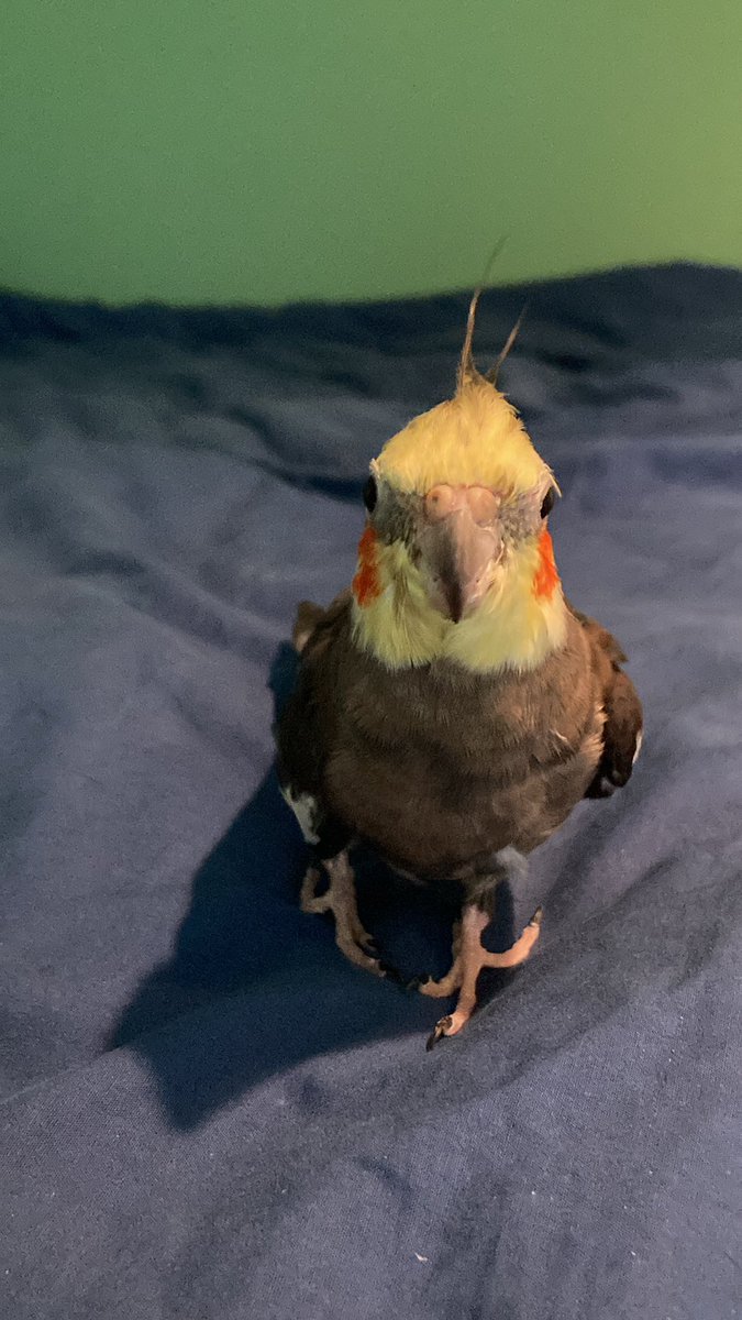 Little Fluff left the nest again… 😢
He was supposed to go to some place high with mountains of rock… like there are any other mountains!

I already miss him.

I’m alone with dad… again…. <sigh>
Dad does too, he says, but he is happy for him. 
What’s there to be happy about?!