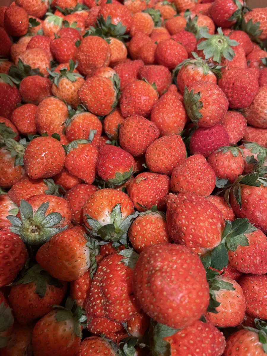 本日金曜日13時半18時屯田公園横広い空き地、生イチゴ祭🍓生イチゴカスタード、生イチゴショコラ、生イチゴマスカル、美味しいです