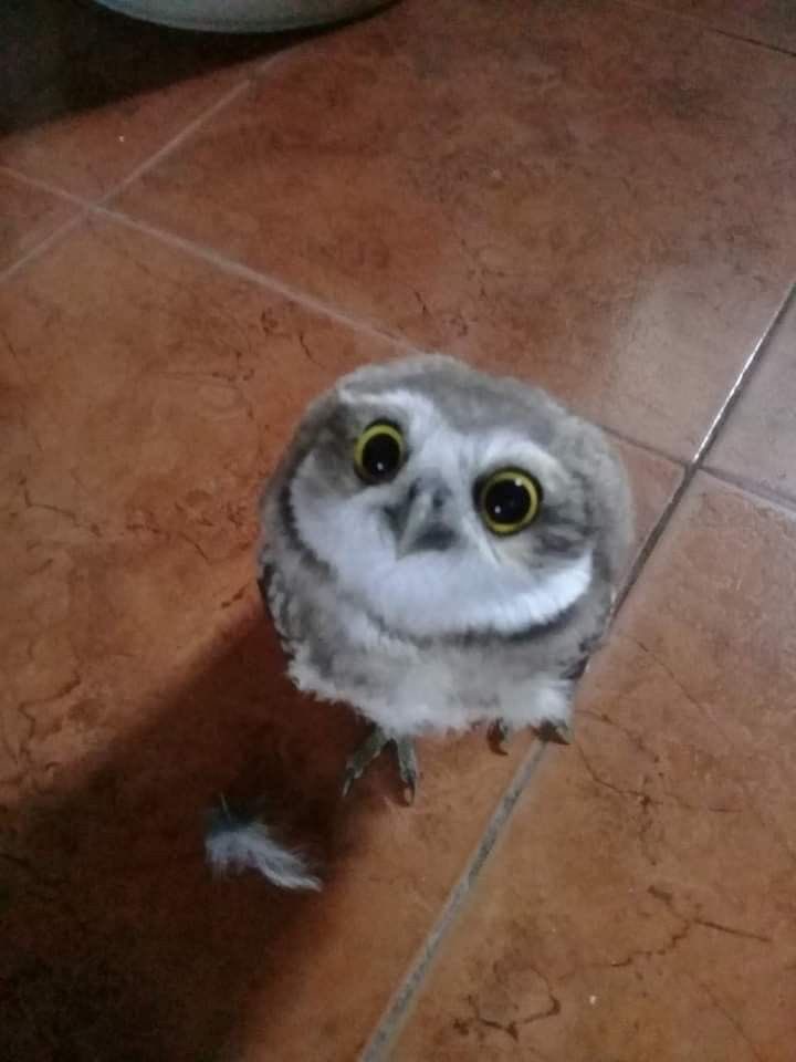 ozulamenace's tweet photo. vous m'avez rien demandé mais jvais quand même vous faire un thread sur les chouettes et qq hiboux juste pour le bonheur de tlm #onmerite si vs etes pas content allez triquiter el0n sans sa censure jferai ça dans les dm d'une prsn seulement mais dcp vs etes toustes puni.e.s https://t.co/l3qeXj2oe4