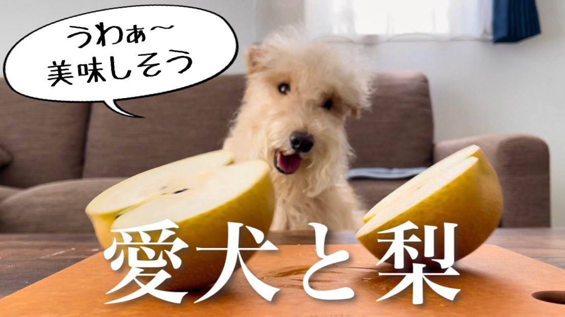 daichiwanwan's tweet photo. わんわんと旬の梨♪
⬇︎⬇︎動画はコチラ⬇︎⬇︎
https://t.co/6JtAkbFP6i https://t.co/3DiNhvlMel