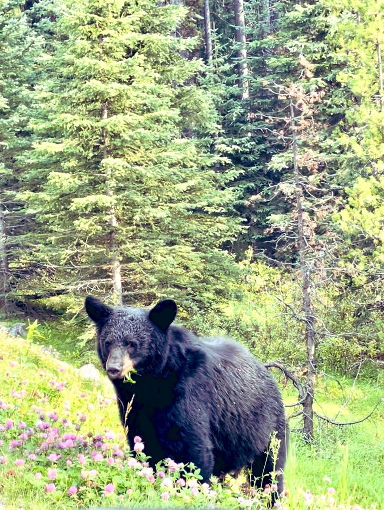 Jasper National Park, Alberta 🇨🇦 #jaspernationalpark