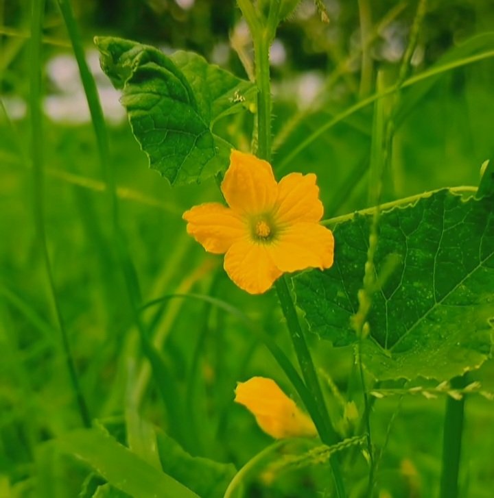 আসসালামু আলাইকুম....।  
 
আল্লাহর করুণায় আরেকটি সকাল পেলাম! আল্লাহর শোকর গুজার করে শুরু করে দিনটা। 
#আলহামদুলিল্লাহ 
শুভ সকাল