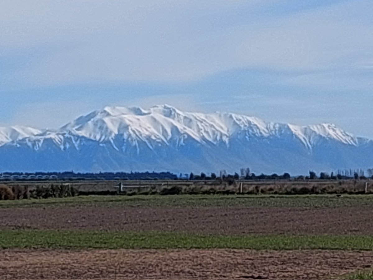 Dr Pieter-Willem HENDRIKS (@pieterwillemhe1) on Twitter photo If this isn'tone of the best spots in the world to do field research, it can not be far off. Studying vigour, canopy closure and competitiveness in NZ wheats. <a href="/LincolnUniNZ/">Lincoln University</a> <a href="/FARarable/">Foundation for Arable Research (NZ)</a> If this isn'tone of the best spots in the world to do field research, it can not be far off. Studying vigour, canopy closure and competitiveness in NZ wheats. <a href="/LincolnUniNZ/">Lincoln University</a> <a href="/FARarable/">Foundation for Arable Research (NZ)</a>