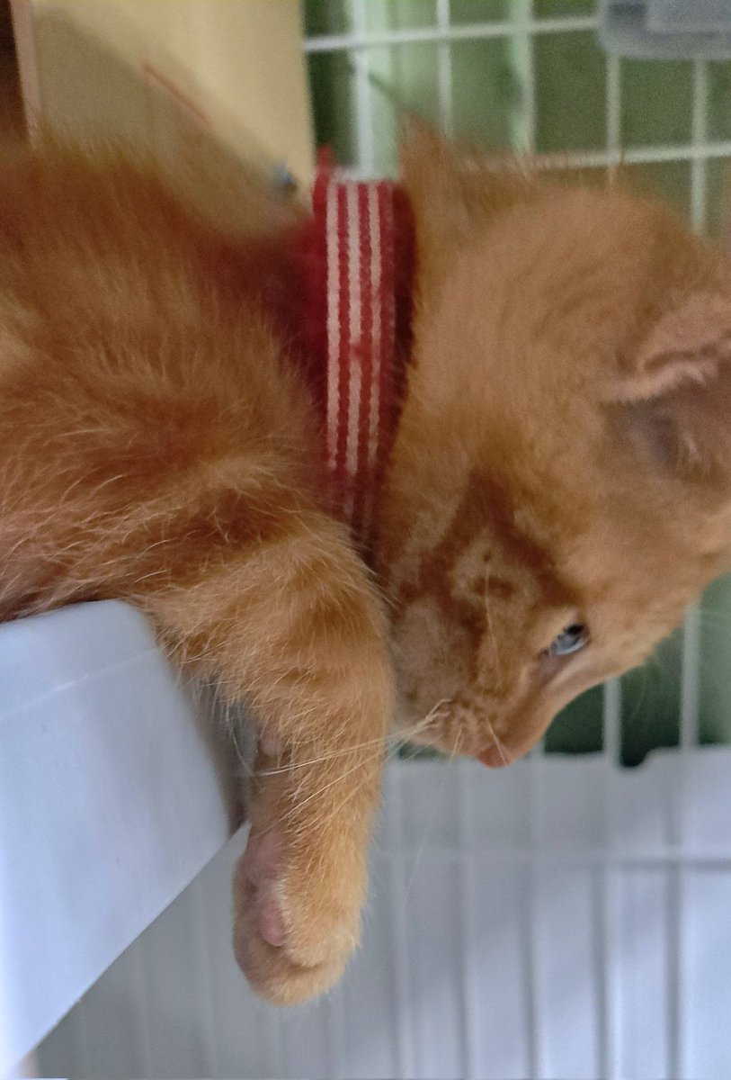 CuteCatRum's tweet photo. おはようございます🐈️

#猫のいる幸せ  #猫 #猫好きさんと繋がりたい  #癒し https://t.co/JWNs4XoH8z