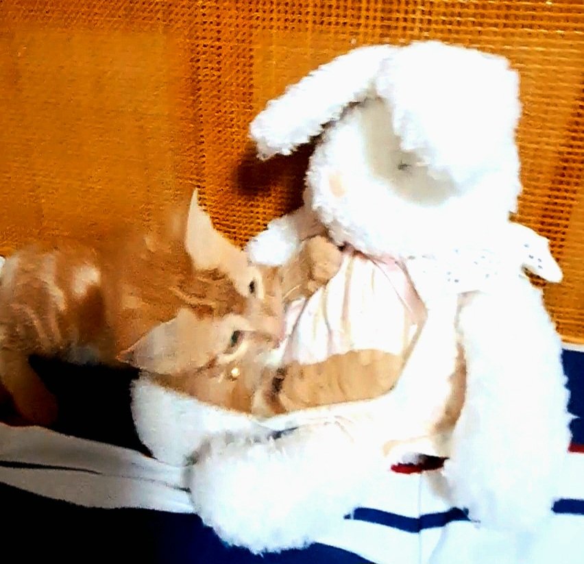 CuteCatRum's tweet photo. おはようございます🐈️

#猫のいる幸せ  #猫 #猫好きさんと繋がりたい  #癒し https://t.co/JWNs4XoH8z