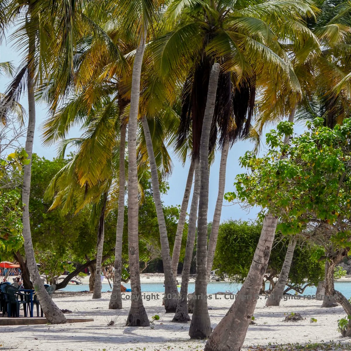 carlitox20's tweet photo. #playuela #morrocoy #falcon #venezuela #NaturePhotography #travelblogger #traveler #photography https://t.co/rzEySvQa0M