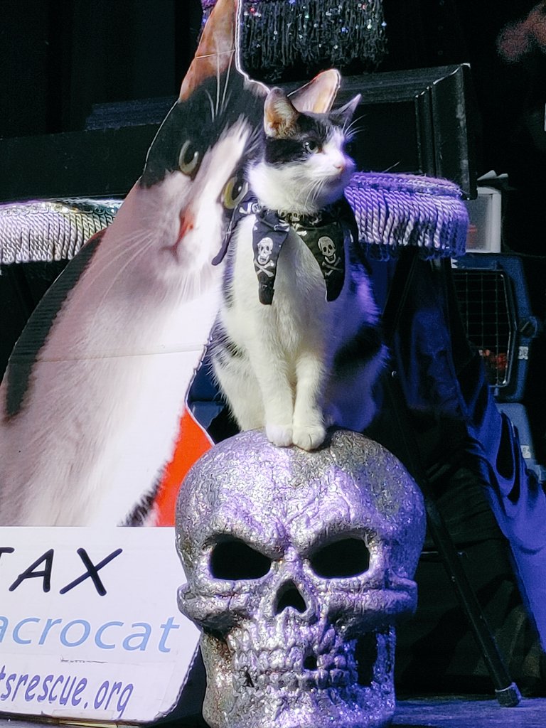 TWITTER? X? WTAF?

I'M ON TOUR:
ROCKCATSRESCUE.ORG

#JAXACROCAT #ACROCATS