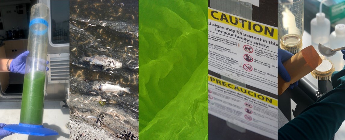 Now online: Two #newblogs written in coordination by @IEPLeadScience + Sr. Environmental Scientist Tricia Lee.

The blogs focus on a growing problem in the #sfestuary, #harmfulalgalblooms, and the need for tracking and monitoring to protect #cawater + #publichealth. ⚠