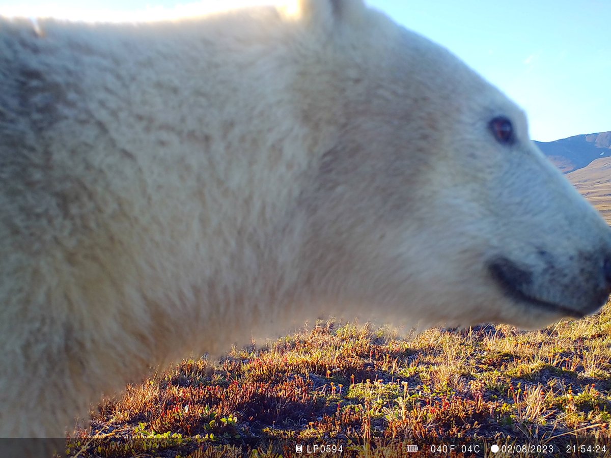 Lars Holst Hansen (@lars_holst) on Twitter photo Visitor to the <a href="/LifeplanProject/">Lifeplan</a> site at #Zackenberg #Greenland a couple of weeks ago. Visitor to the <a href="/LifeplanProject/">Lifeplan</a> site at #Zackenberg #Greenland a couple of weeks ago.