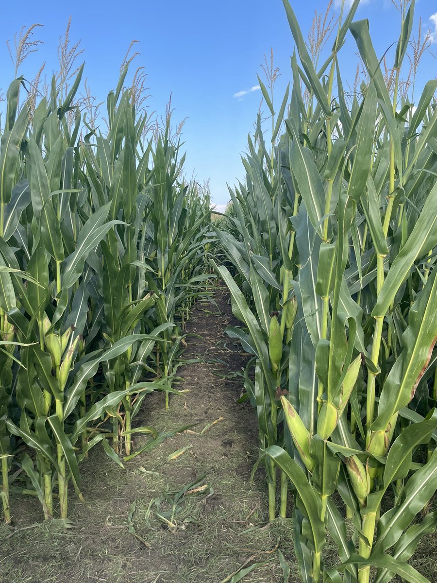 Storm5farms's tweet image. Trying to be nice to the #shortcorn plot tour participants on Monday by giving them an easy access point. @ChannelSeedNIL