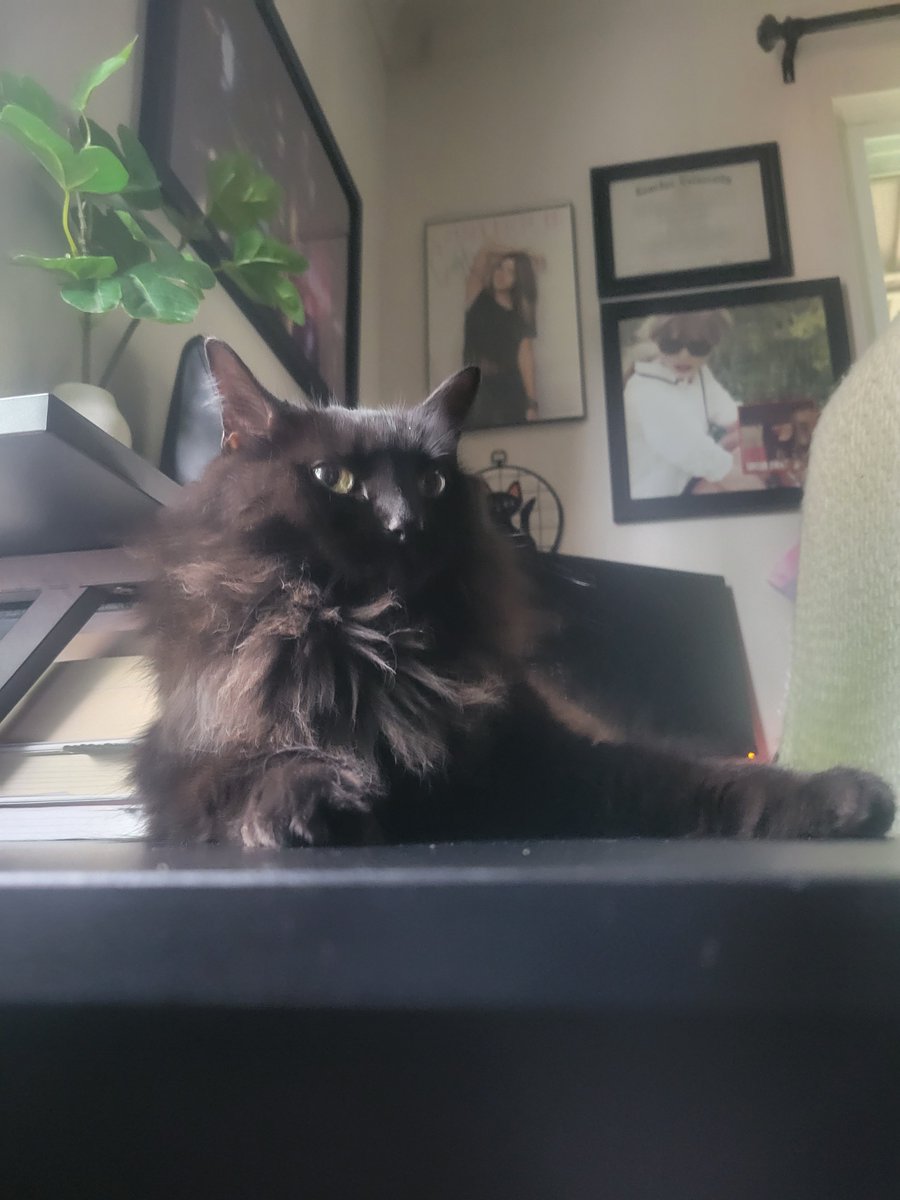 It's national black cat appreciation day.

I'm gonna need everyone to start appreciating Boo immediately