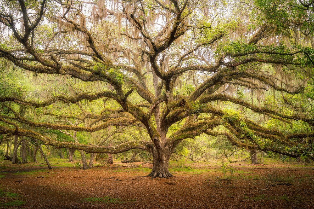 TMSkyHumPhoto's tweet image. Reworked this image from an older Florida trip. #trees #woodland #NaturePhotography