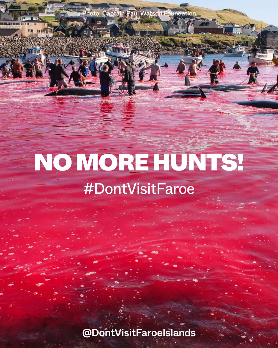 #StopTheGrind
The FaroeIslands have lost their way to protect nature. 
Dont be like them, don't let those 850 souls die for nothing this season. Let's end the #grind for good. #DontVisitFaroe
#NoMoreHunts
#SaveOurwhales
#NoCruizeship