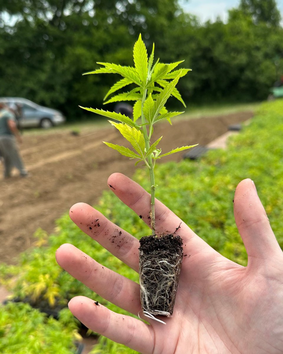 CornbreadHemp's tweet image. 🌱 After we transport the seedlings from the greenhouse to the farm, they are carefully planted in the soil by hand.
.
It won't be long before we'll be transforming their flowers into your favorite CBD products! 🌽🍞
.
#CornbreadHemp #VerticallyIntegrated #Transparency