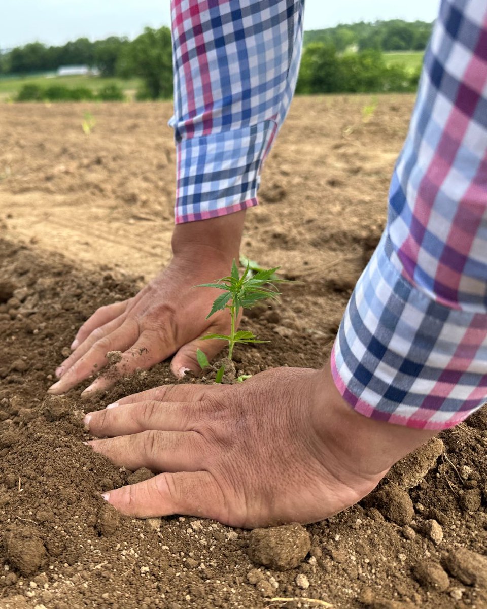 CornbreadHemp's tweet image. 🌱 After we transport the seedlings from the greenhouse to the farm, they are carefully planted in the soil by hand.
.
It won't be long before we'll be transforming their flowers into your favorite CBD products! 🌽🍞
.
#CornbreadHemp #VerticallyIntegrated #Transparency