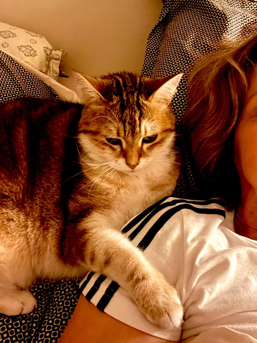 ThatCatLifeTho's tweet photo. Just living the dream.๐ป Girrolle would rather be fully laying on you, but will settle for a possessive paw. If you dare to move away, she deploys her claws!๐. #catlife #thatcatlife#catsitting #purrsonality https://t.co/0i32Hn6rtW