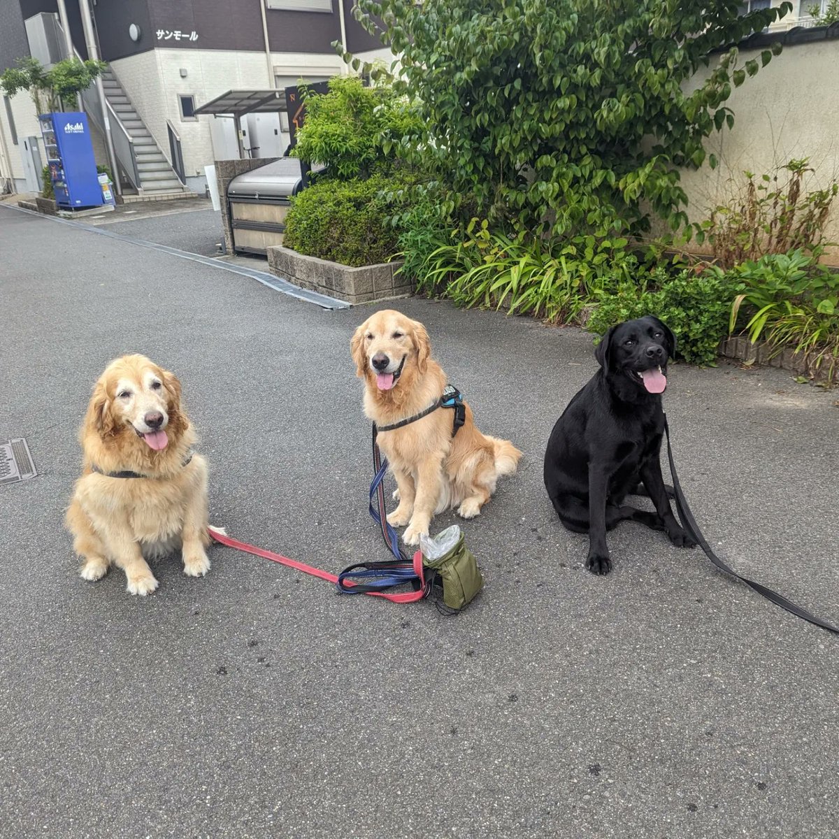 yuiandkohaku's tweet photo. おはようございます♫
最低気温24.6℃の奈良県生駒市地方♫
どんより曇な金曜日♫
今朝もなんとか頑張って2.6㌔歩けました♫
いつも会うワン達と人達、アナキンはまだ若いのに本当にお利口さんです♫いっぱい触ってもらって納得したお二人さん♫
今朝も楽しい楽���い朝散歩になりました♫♫ https://t.co/00lSxWy8Uy