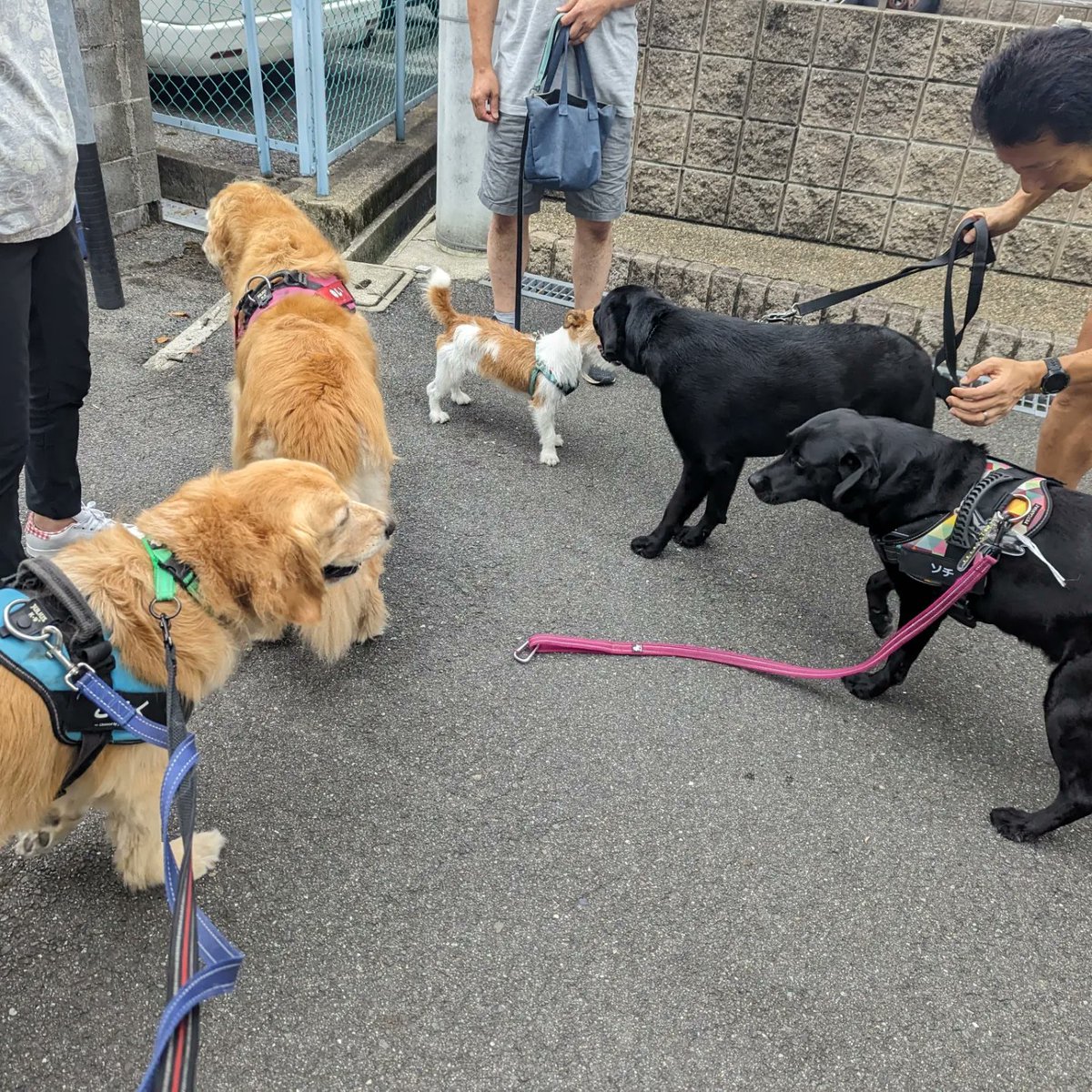 yuiandkohaku's tweet photo. おはようございます♫
最低気温24.6℃の奈良県生駒市地方♫
どんより曇な金曜日♫
今朝もなんとか頑張って2.6㌔歩けました♫
いつも会うワン達と人達、アナキンはまだ若いのに本当にお利口さんです♫いっぱい触ってもらって納得したお二人さん♫
今朝も楽しい楽���い朝散歩になりました♫♫ https://t.co/00lSxWy8Uy