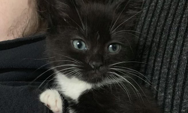 wilmoncats's tweet photo. https://t.co/cxJ37MKbu5