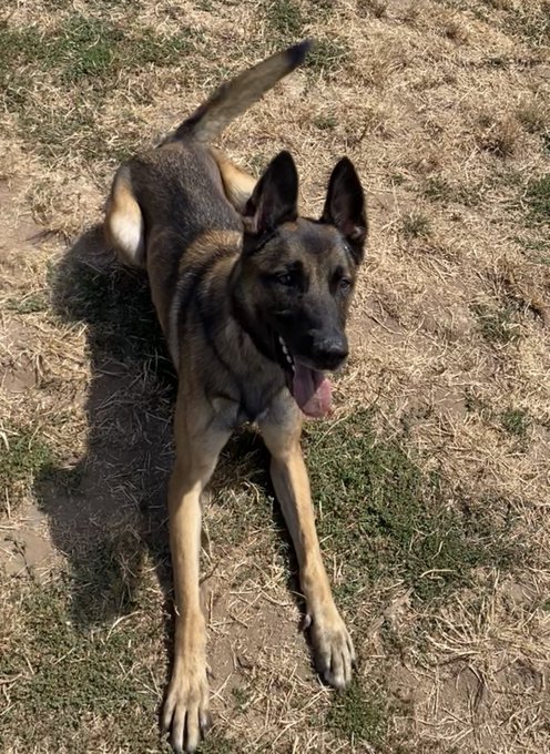 A pet quality, herding line belgian malinois is basically a border collie in German shepherd cosplay<a href="/tag/rainbow"class="tags"><span>#rainbow</span></a>