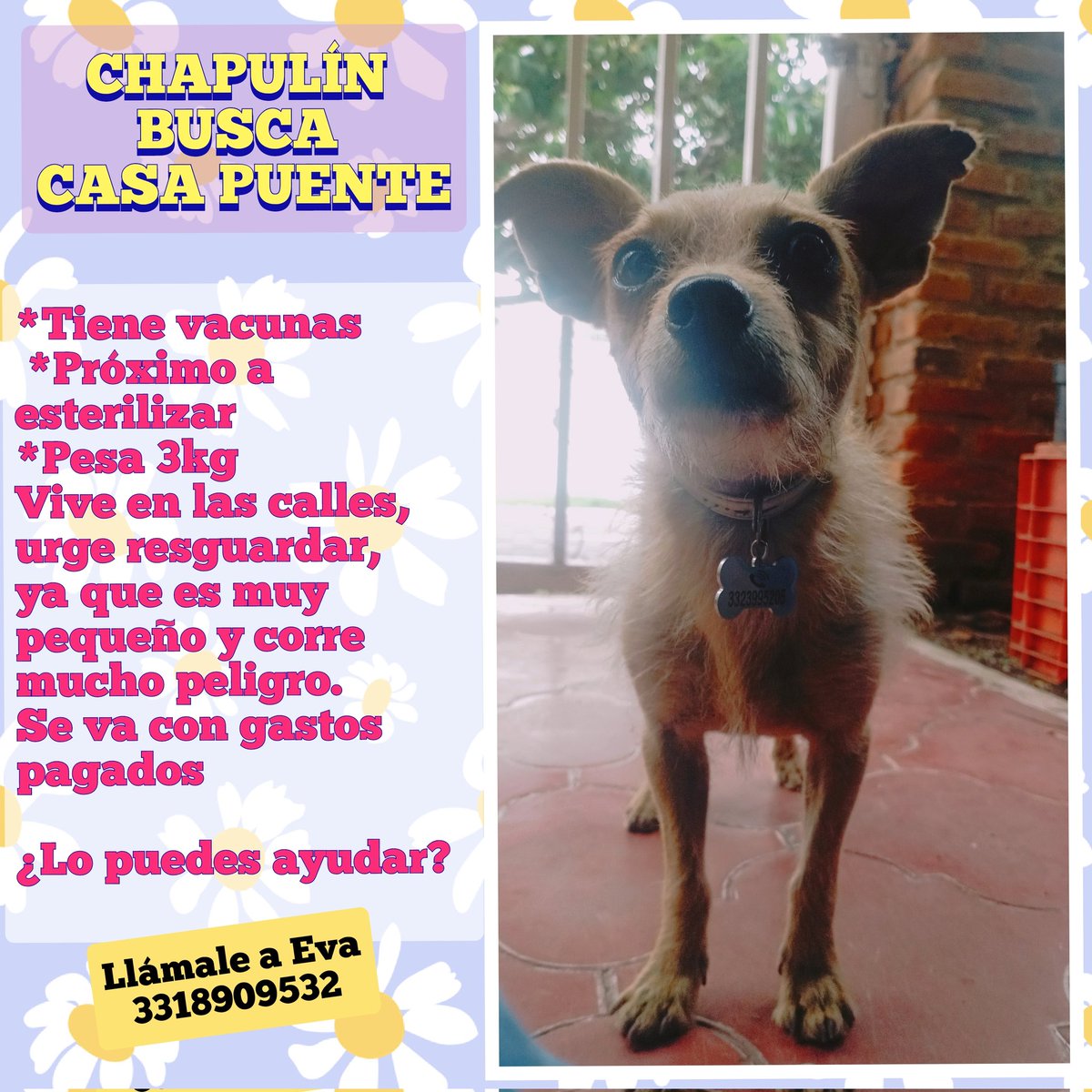 Billy_Liar's tweet photo. Busco una casa puente para Chapulín, en lo que le sale una familia. Ya no puedo verlo cruzar la avenida a punto de ser atropellado. 
#GDL #ADOPTA
¿Me ayudan con un RT? https://t.co/RRUWqlYqGY