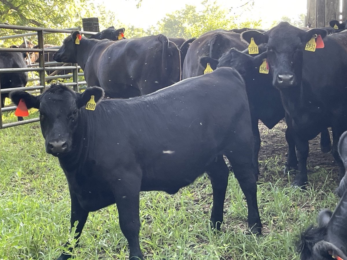 THE OAK HOLLOW NEWSLETTER 071, by <a href="/OakHollowAngus/">Joe K. Lowe</a> open.substack.com/pub/joekloweii…