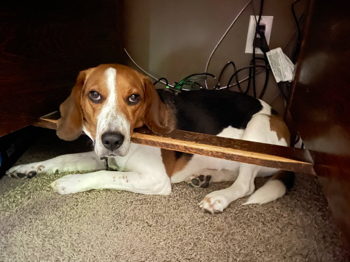 FosterDad says Tucker is always “under foot”. I think he means “under desk” or “over foot” though. #yegdogs #shpkdogs #beagle