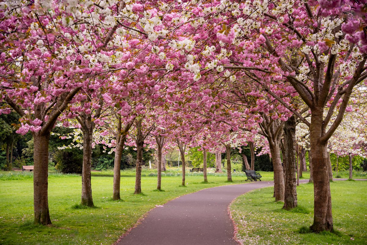 Spring Blossoms in Herbert Park 🌸 #Dublin #Ireland #ThePhotoHour