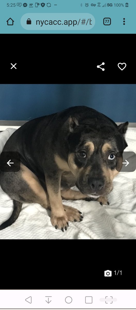 💔Kitana💔
#NYCACC #179731 2y
▪️To Be Killed: 8/19💉
Poor sweetie's💔, after owner evicted! Grieving,  terrified, fearful of new ppl + dogs, so imagine her fear! W family, playful, loving + adores baths!
Needs loving, N.East #Foster, 2 decompress as only pet.
Pls #pledge
💕Kitana