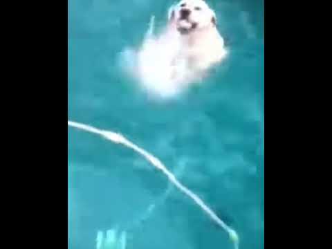 Cute dogs  swimming vodeos| #shorts #cutebabyanimals by Pet News 2 Day - petn.ws/23hWo
