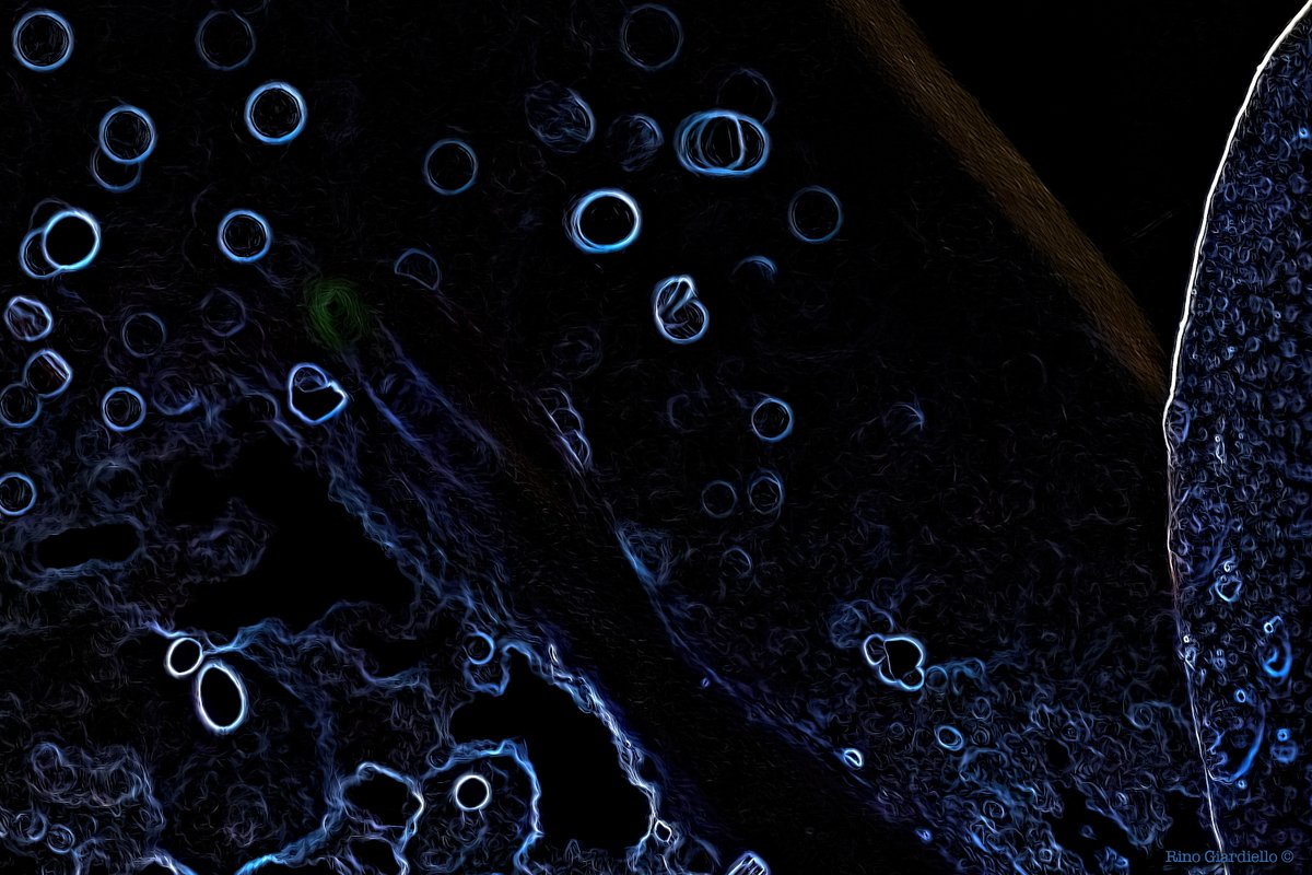 Rino Giardiello tweet media