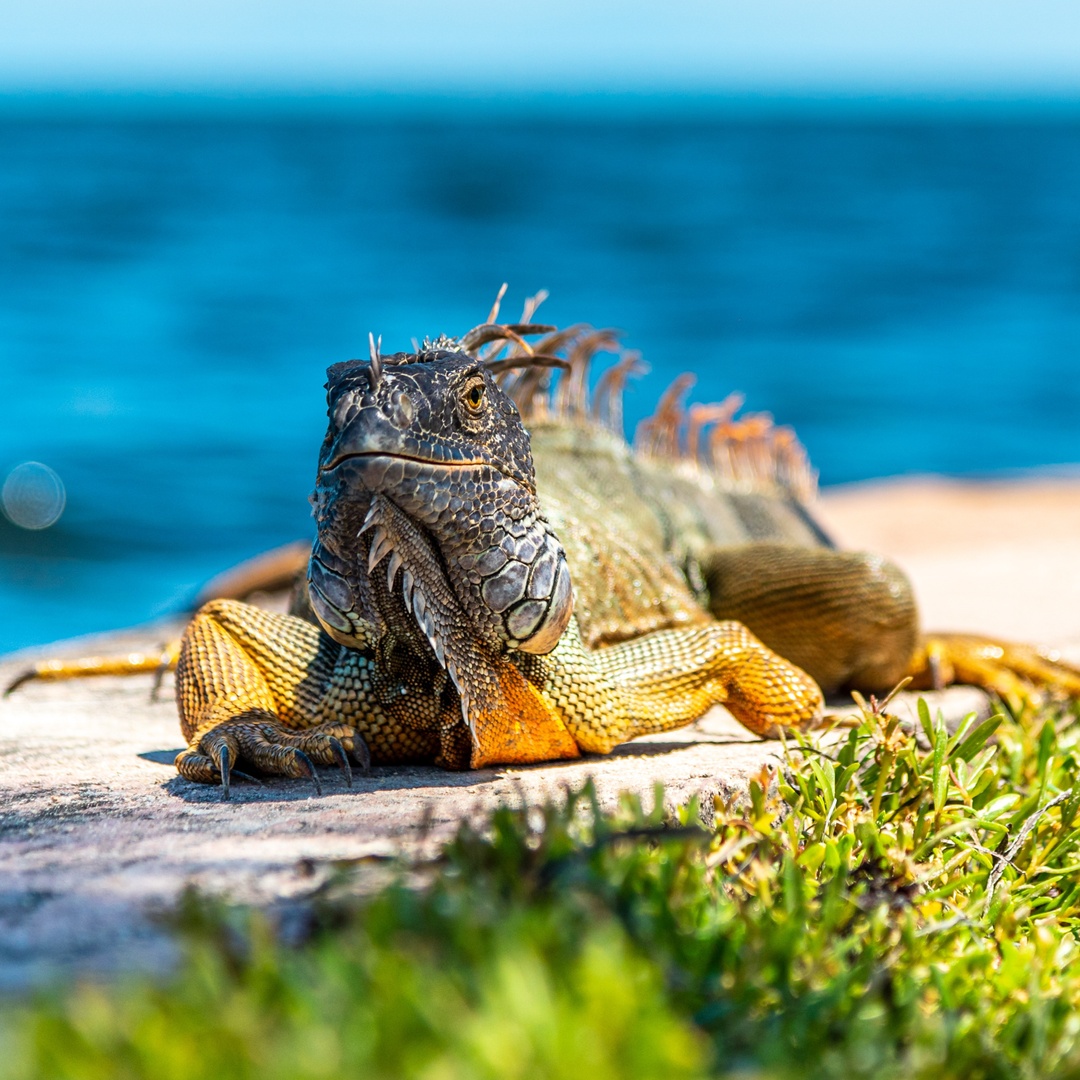 Unlike sea turtles, #iguanas are the opposite of endangered &amp; are even considered invasive.

They are actually a #nonnative species &amp; cause more harm than good. Therefore, controlling their population through state regulation is another form of coastal &amp; marine conservation!