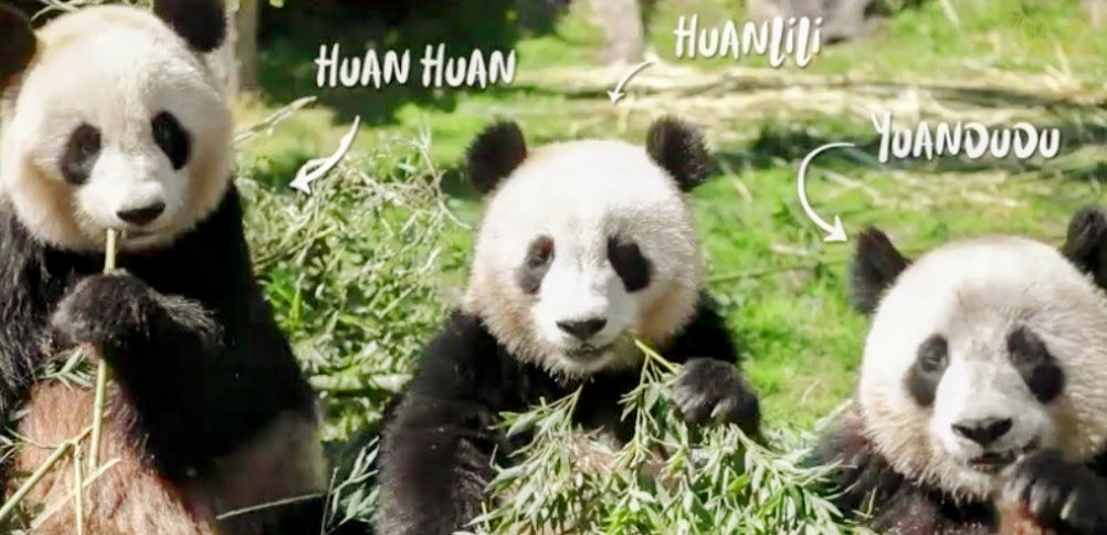 molinet_josiane's tweet photo. 🐼❤️🇫🇷 Nos 3 #cutepandas Mom #HUANHUAN🐼💞et ses 2 filles #HUANLILI🐼🎀 et #YUANDUDU🐼🎀 du @zoobeauval-France🇫🇷 -Tellement #cutes😍🐼🐼🐼💕
#HuanLiLi🐼🎀>poids actuel : 79,250kg👏👏👏
#YuanDuDu🐼🎀>poids actuel : 82,950kg🥇👏👏
#Pandastory🥰🐼❤️
#giantpanda🐼🐾🌿
#Bearapy🐼🤩🌹 https://t.co/D4ARb9zpBT