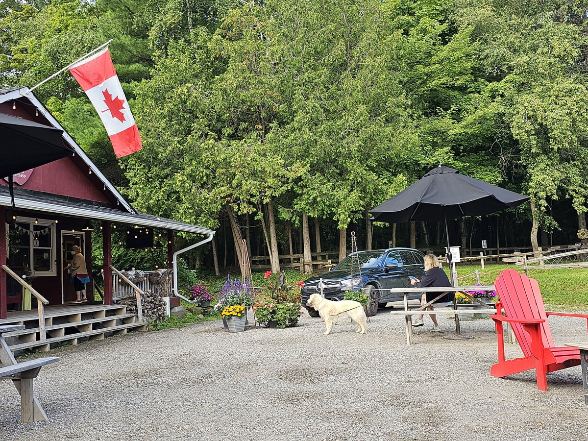 creative monkey tweet media